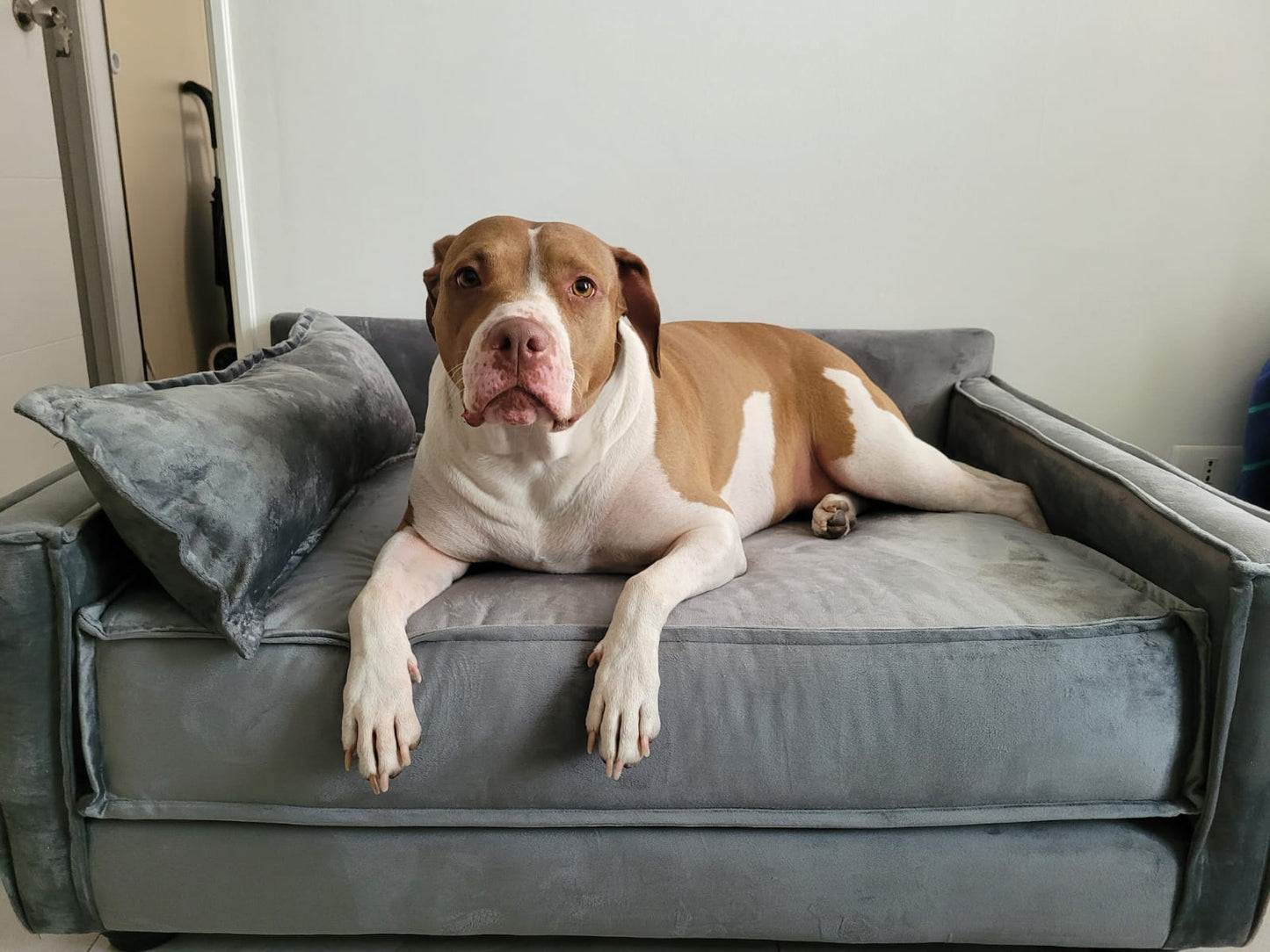 Cama-Sofá Homero para Perro / Colchón de Resortes / Tapiz Felpa